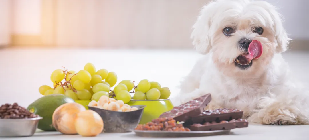 Perro con diferentes alimentos tóxicos en el suelo